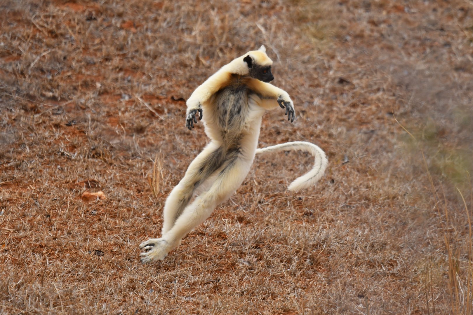 Tattersall's sifaka (Propithecus tattersalli)