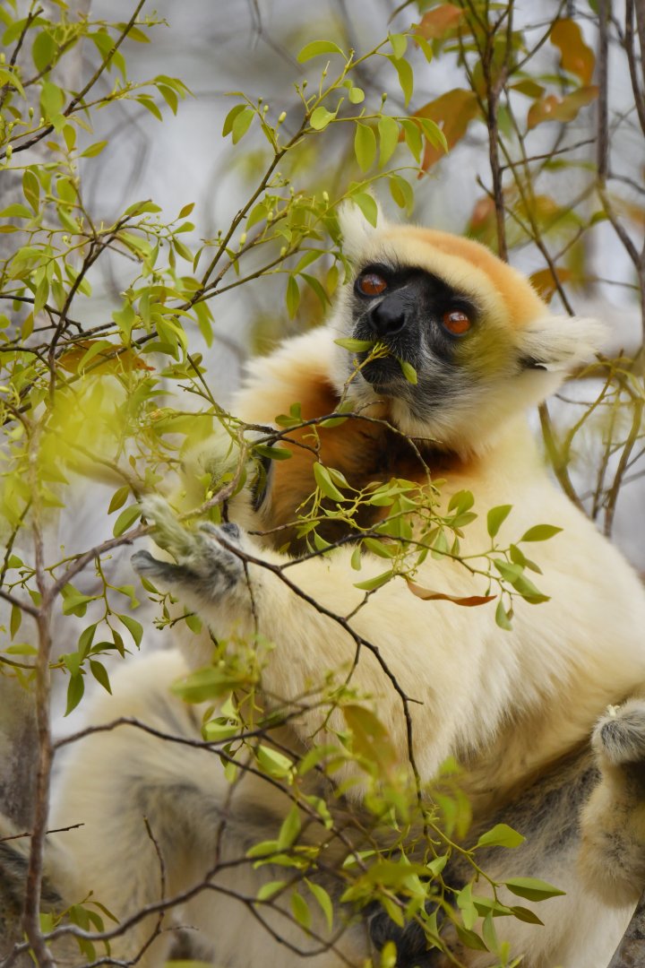 Tattersall's sifaka (Propithecus tattersalli)