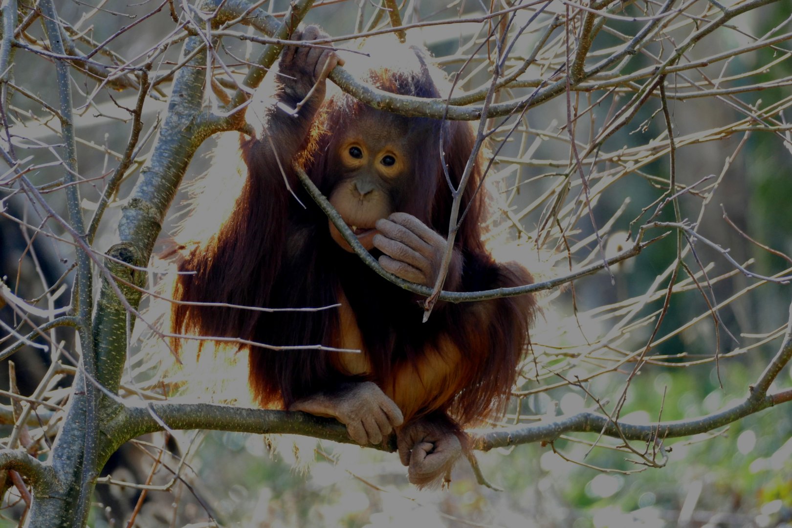 Tatty, Bornean Orangutan, March 2018