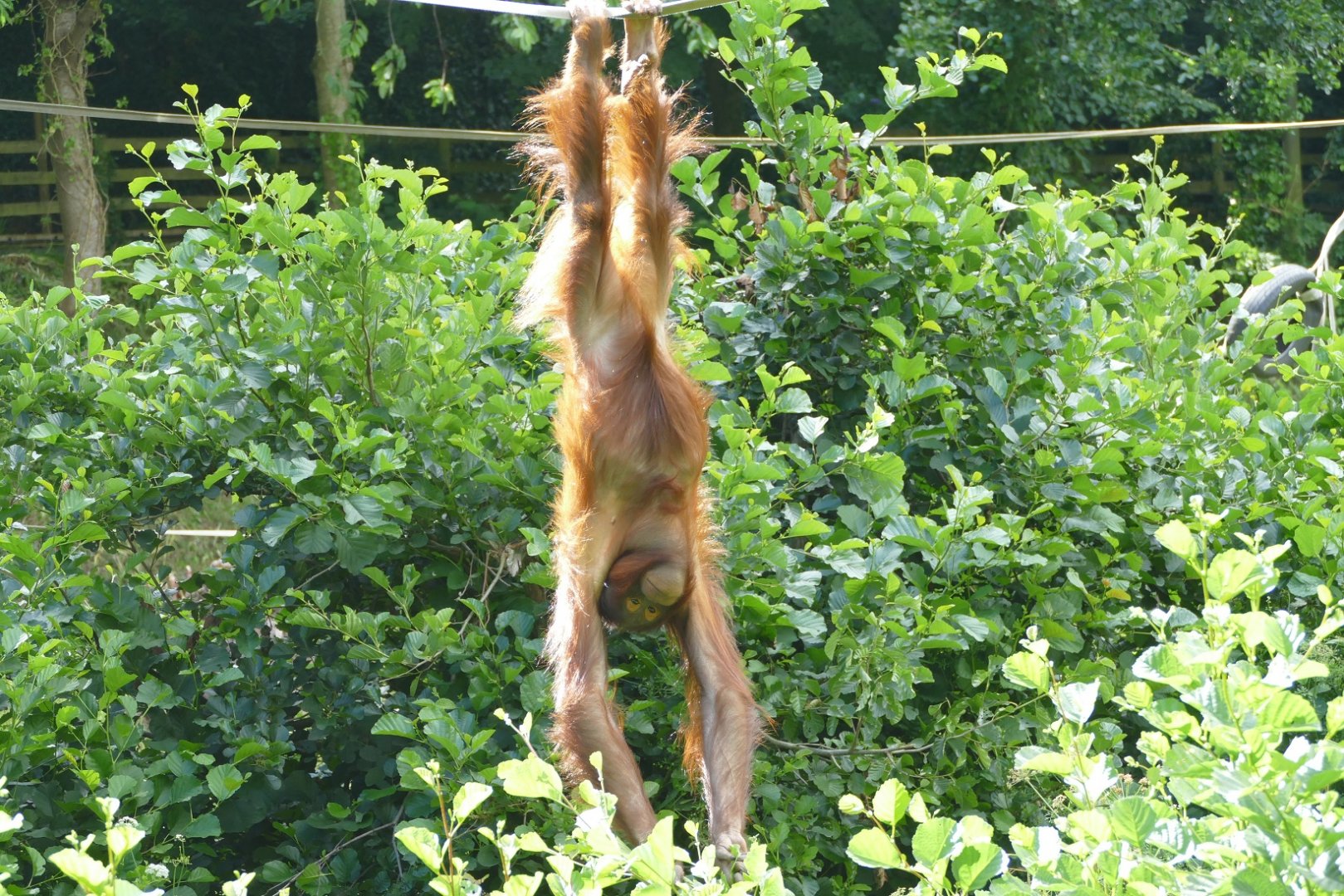 Tatty, Bornean orangutan. Re-opening day 6 July 2020
