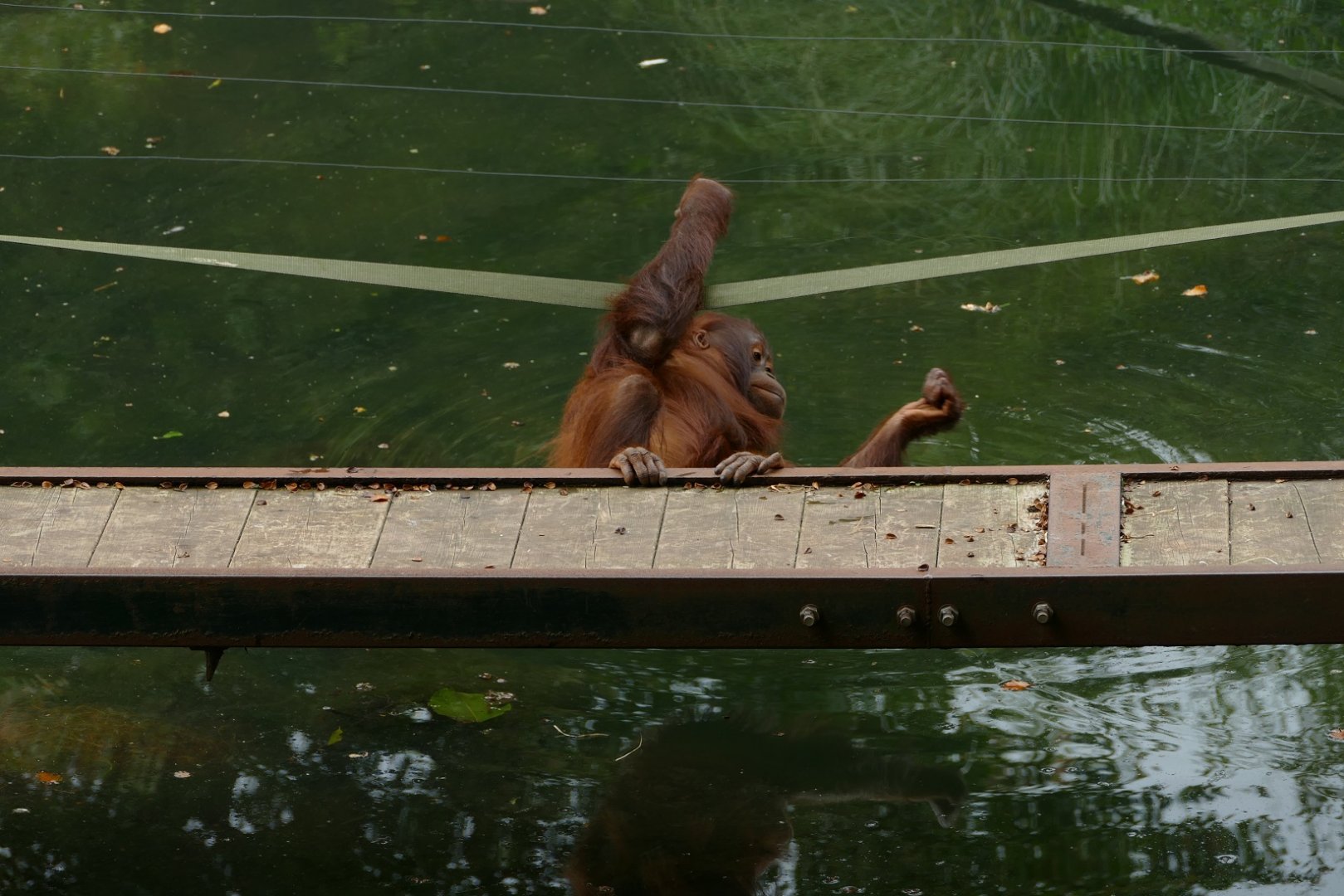 Tatty living dangerously, September 2019