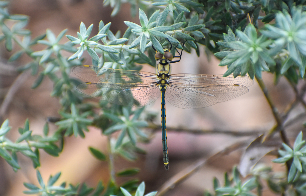 Tau Emerald, Hemicordulia tau