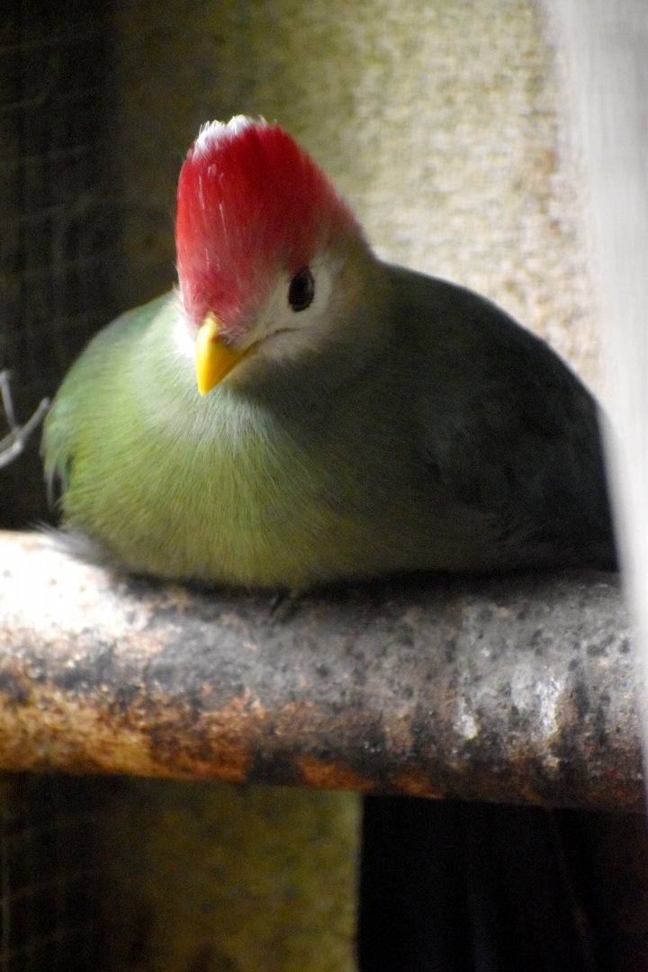 Tauraco erythrolophus - Red-crested Turaco / Zoo d'Upie 2024