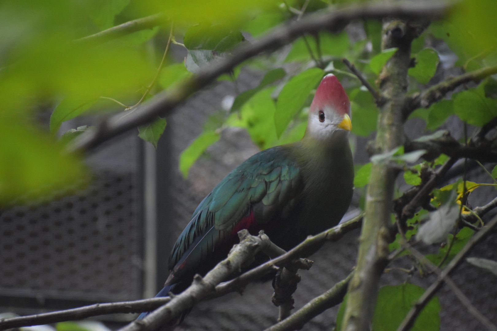 Tauraco erythrolophus - Red-crested Turaco