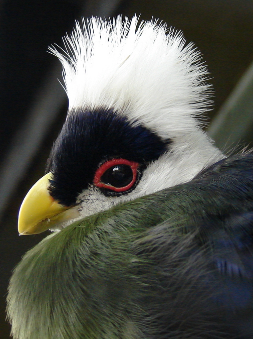 Tauraco leucolophus / White-crested turaco