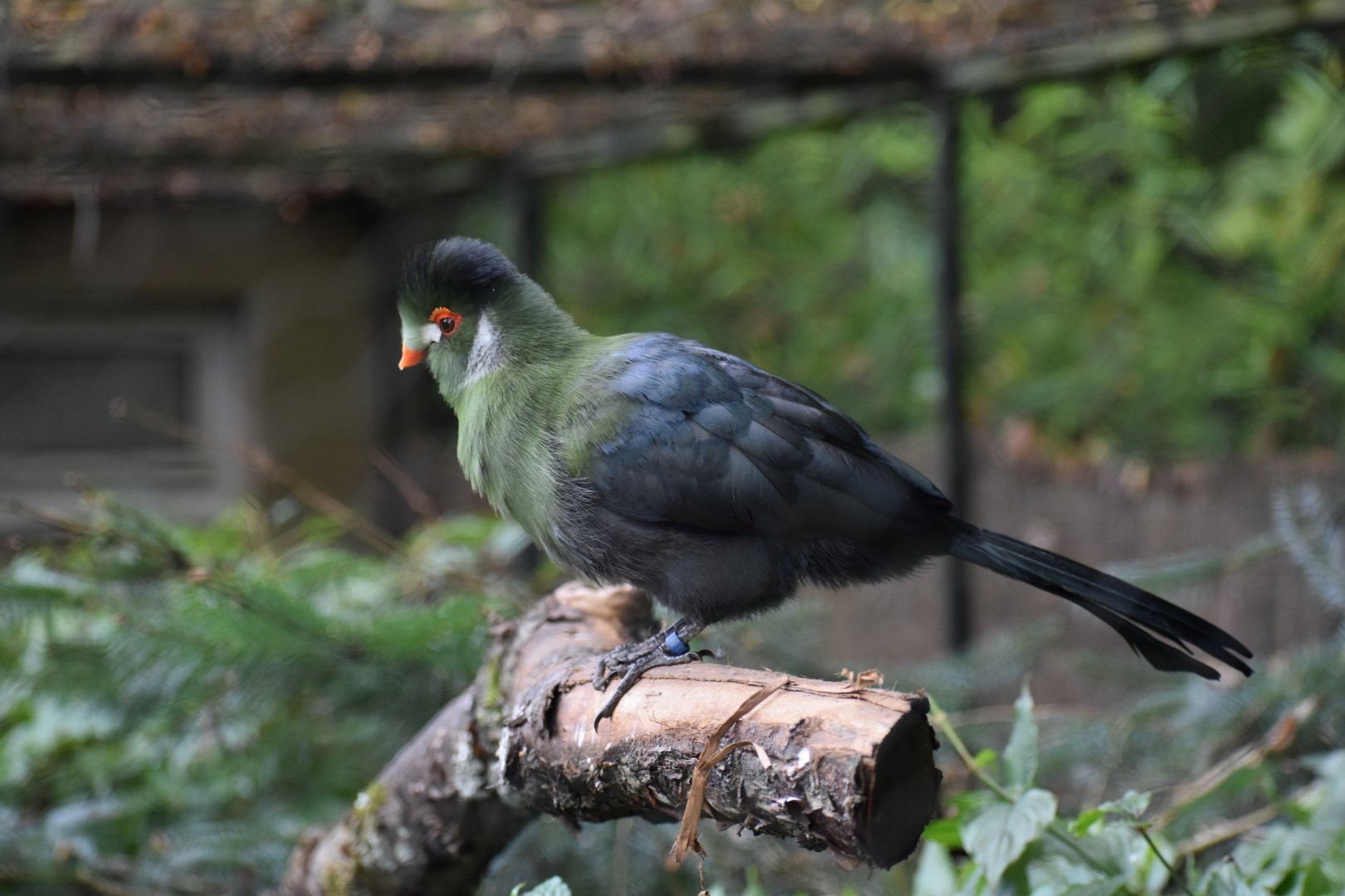 Tauraco leucotis - White-cheeked Turaco
