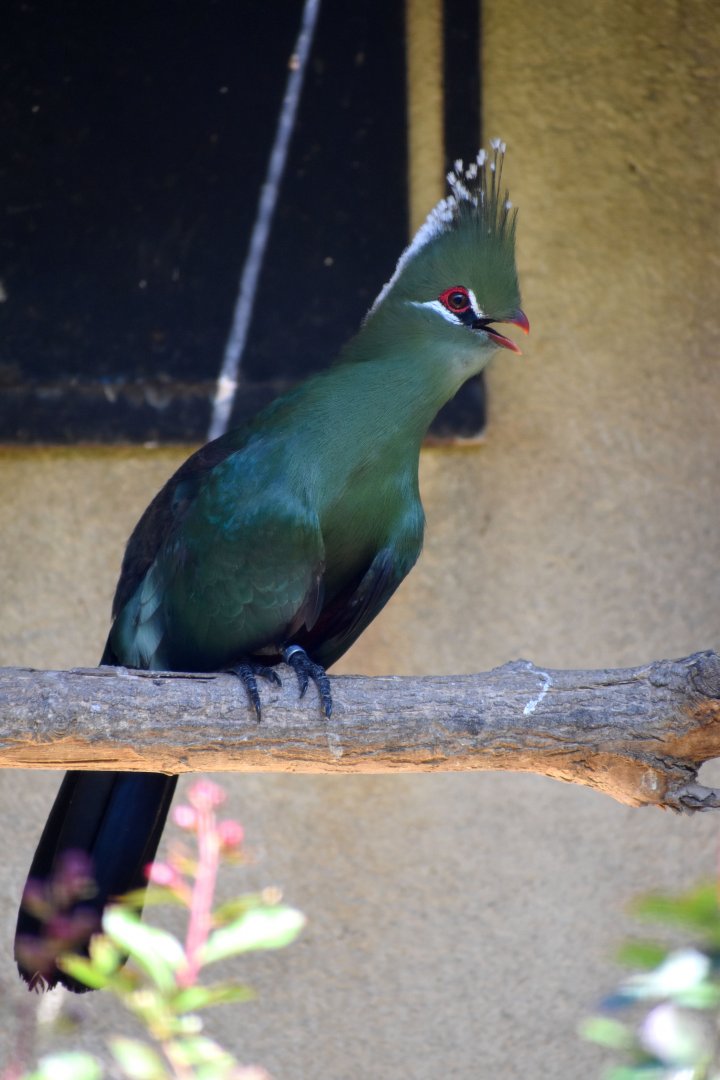 Tauraco livingstonii - Livingstone's Turaco / Zoo d'Upie 2024