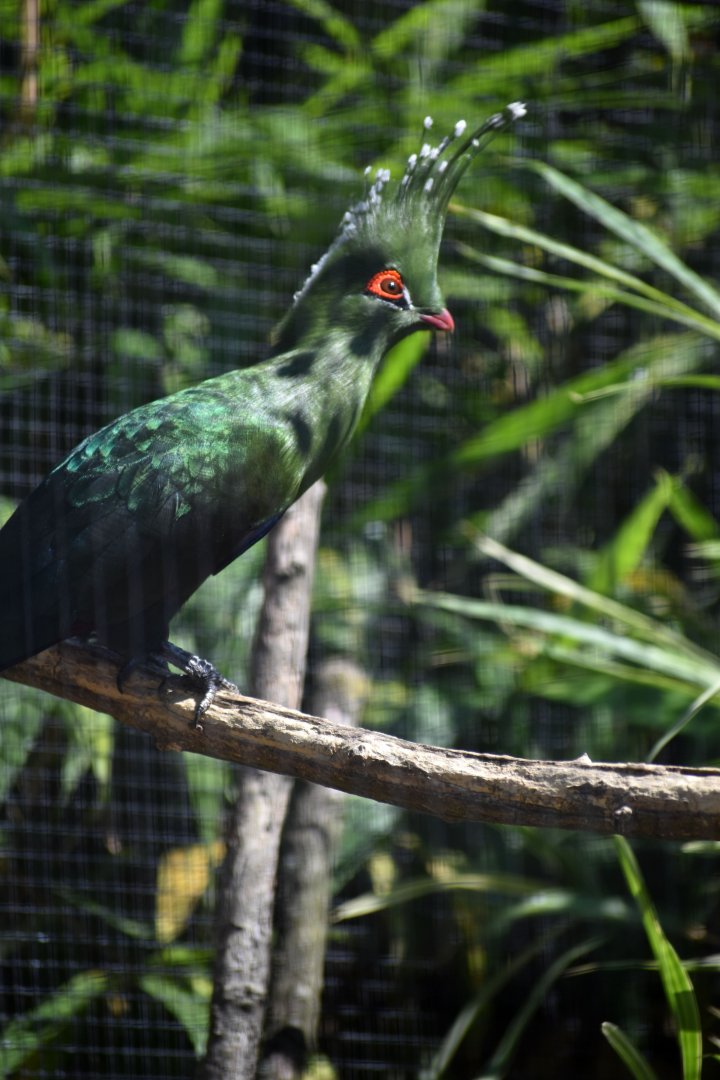 Tauraco schalowi - Schalow's Turaco / Zoo d'Upie 2024