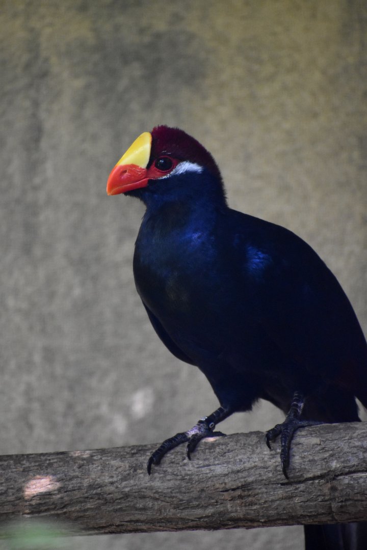 Tauraco violaceus - Violet Turaco / Zoo d'Upie 2024