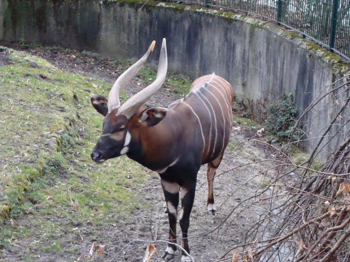 Taurogratus euryceros