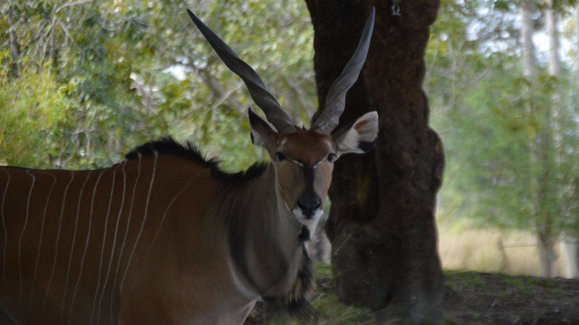 Taurotragus derbianus gigas