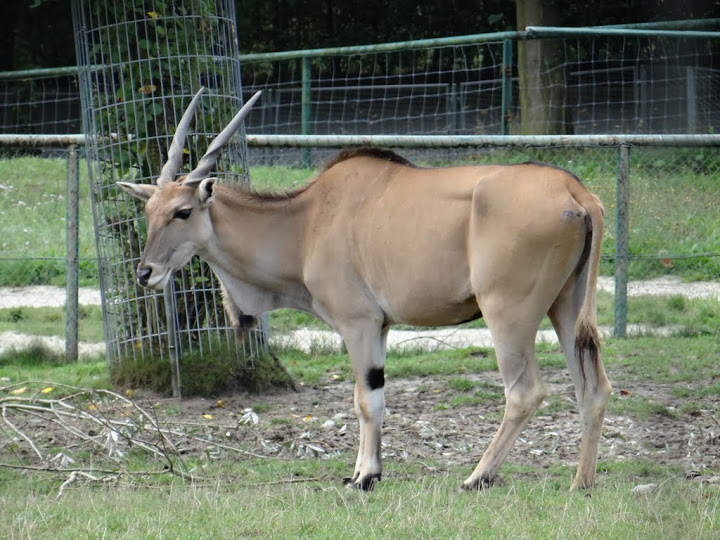 Taurotragus oryx