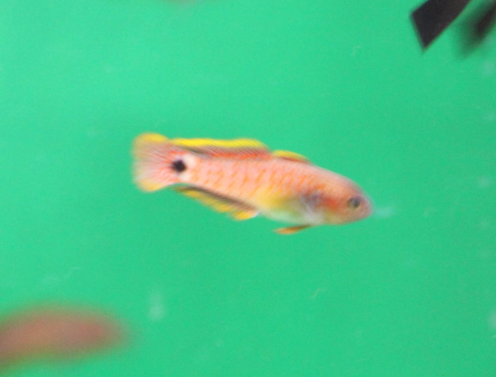 Tauterdina ocellicauda