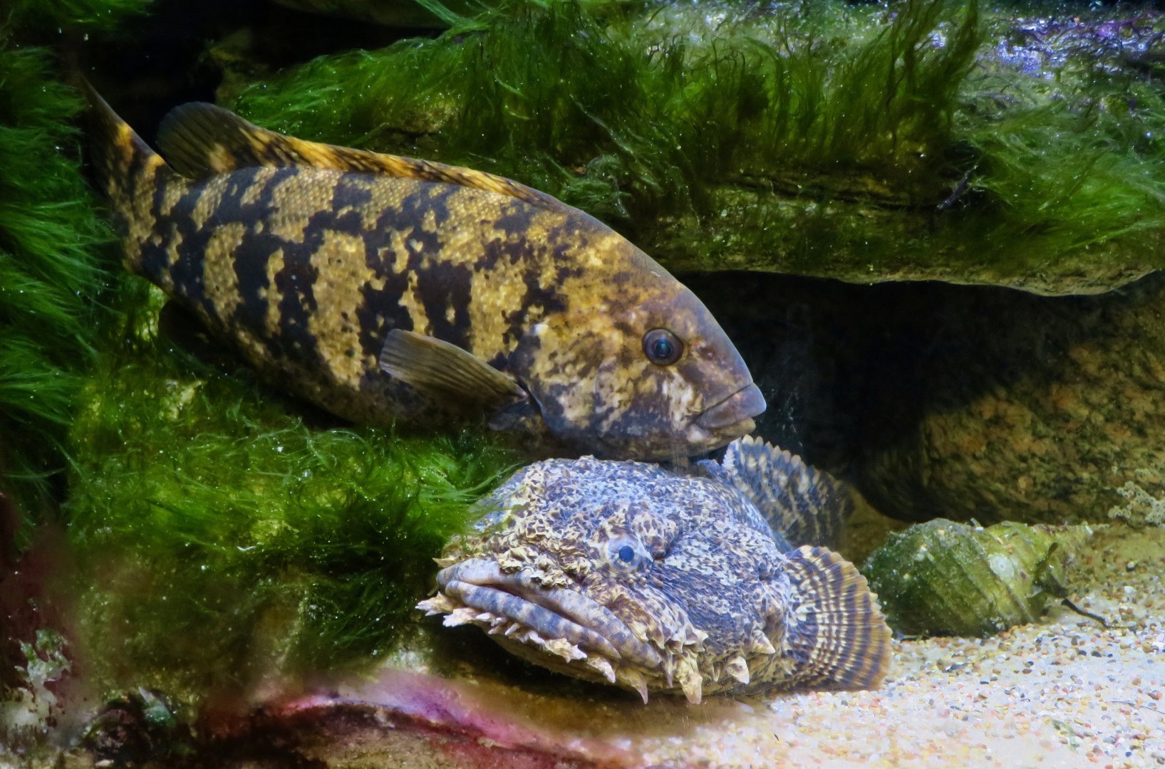Tautog (Tautoga onitis) and Oyster Toadfish (Opsanus tau)