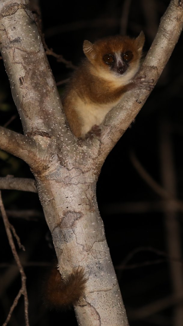 Tavaratra Mouse Lemur (Microcebus tavaratra)