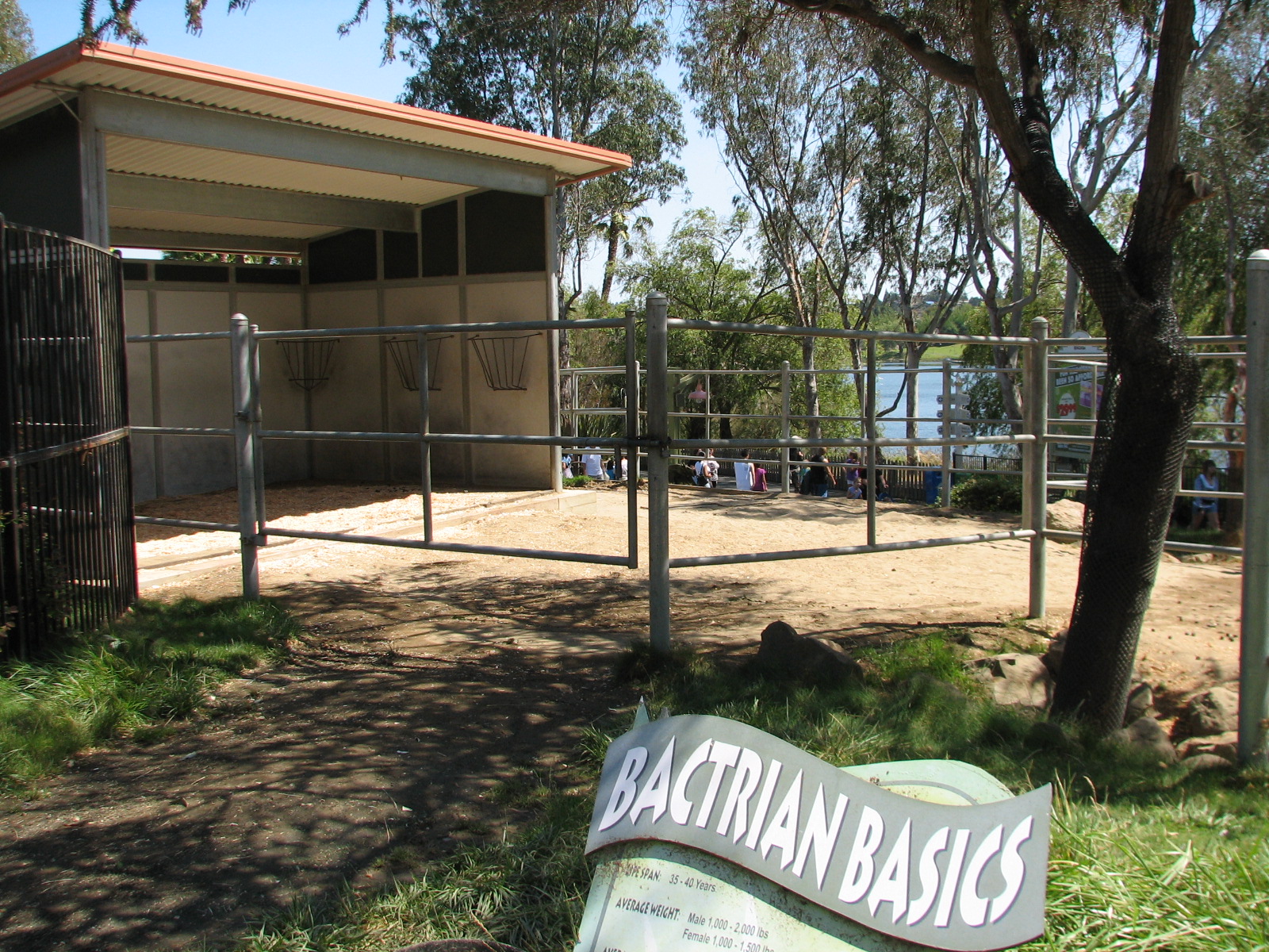 Tavas Jungleland - Dromedary and Bactrian Camels Exhibit