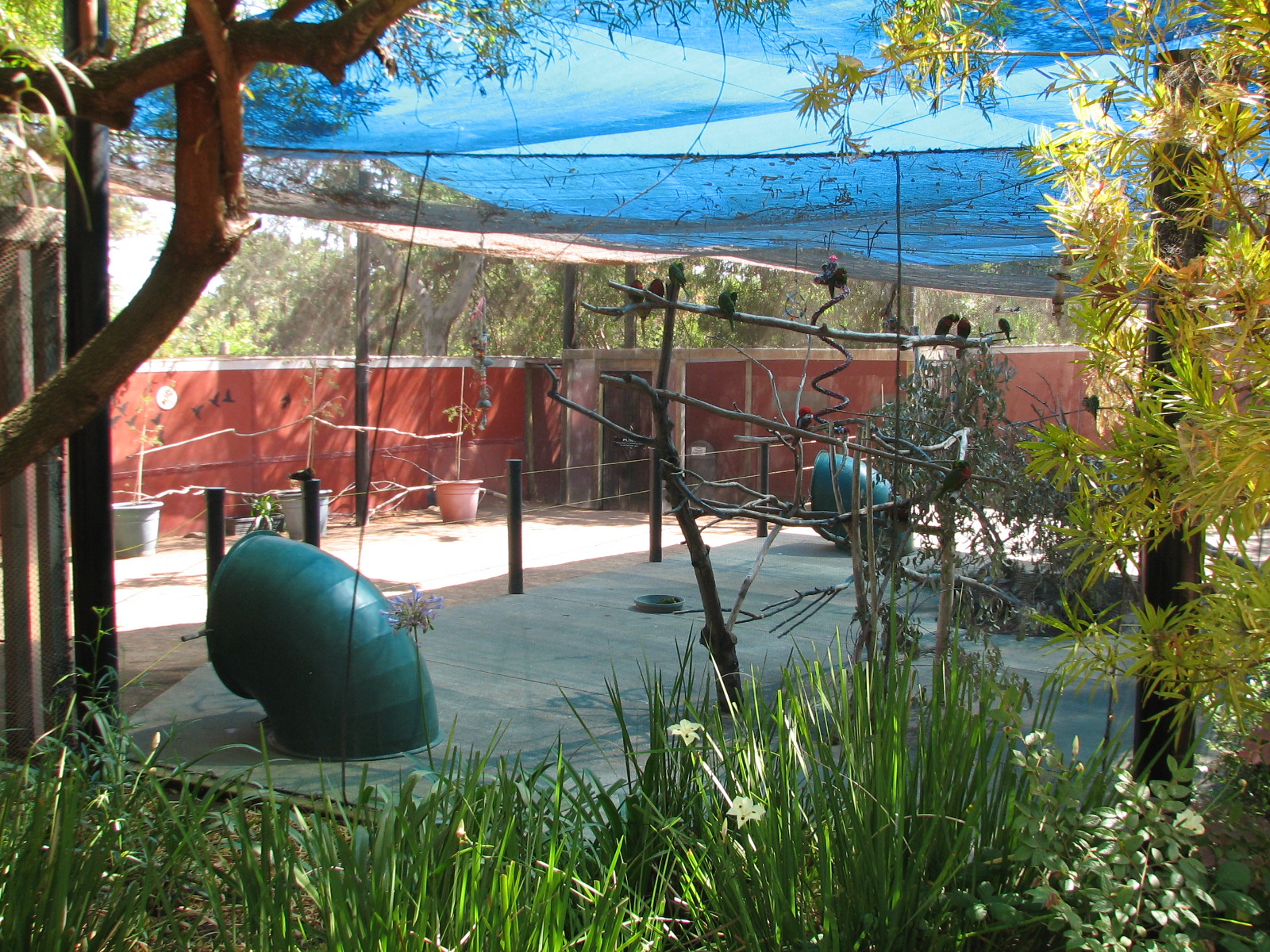 Tavas Jungleland - Lorikeet Aviary