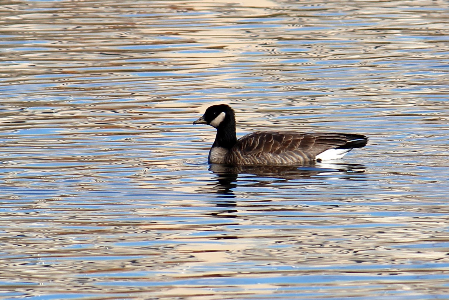 Taverner’s Cackling Goose