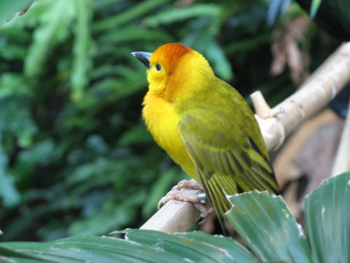 Taveta Golden Weaver (2008)