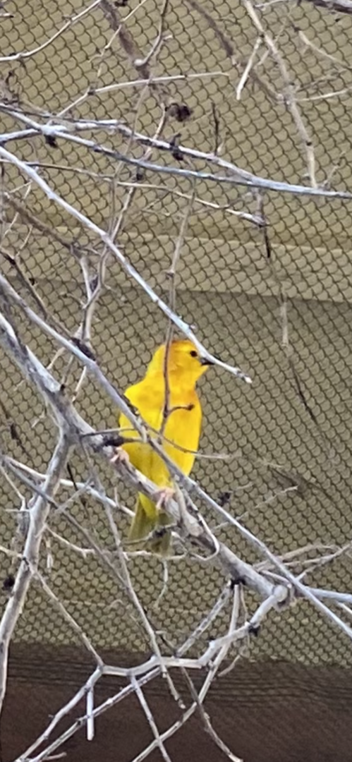 Taveta Golden Weaver - 6/4/2023