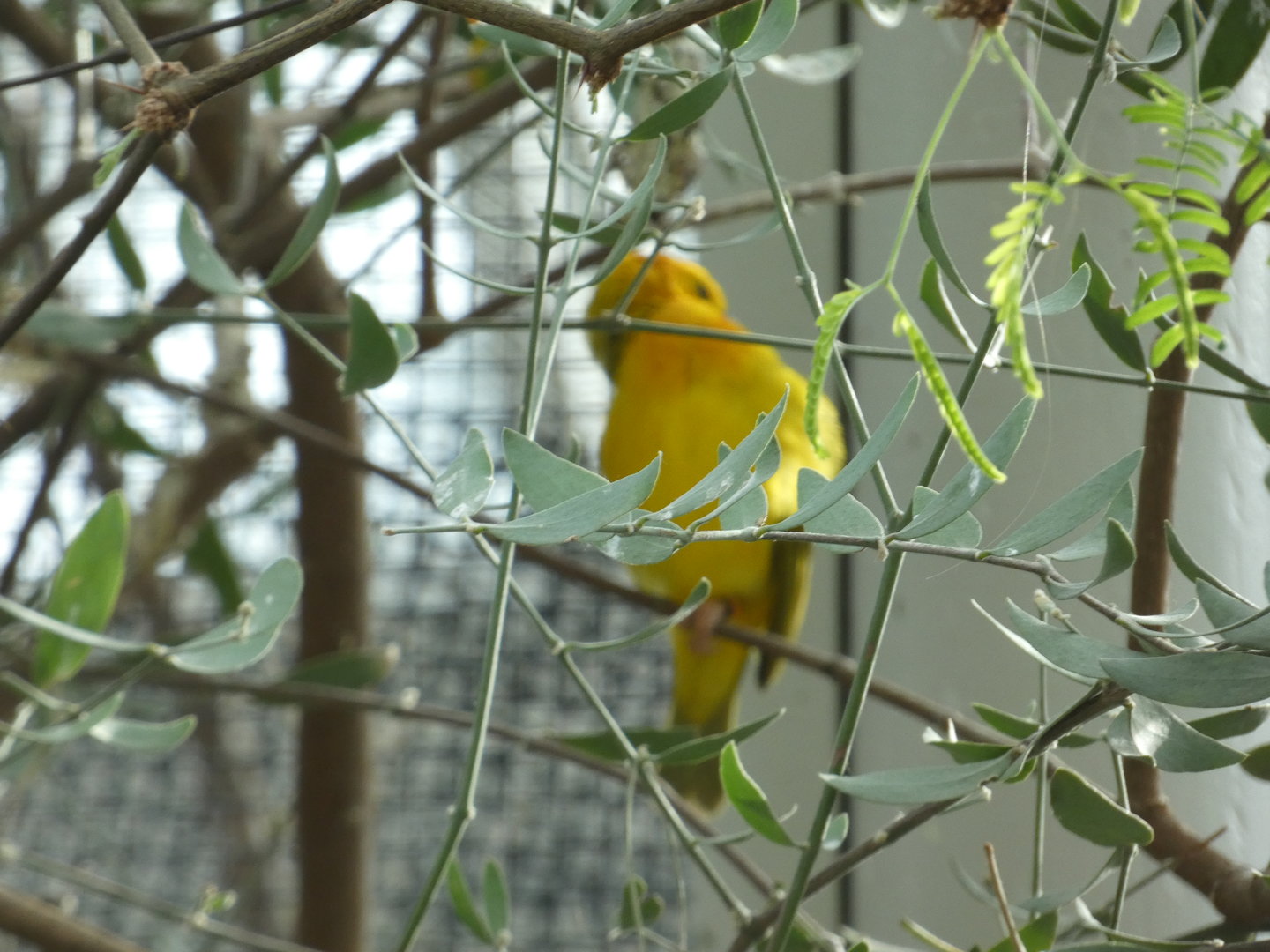 Taveta Golden Weaver at the North Carolina Zoo