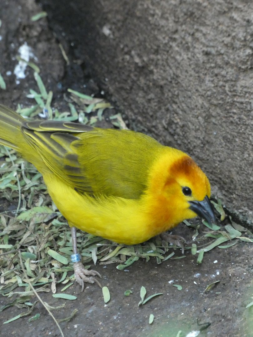 Taveta Golden Weaver at the North Carolina Zoo
