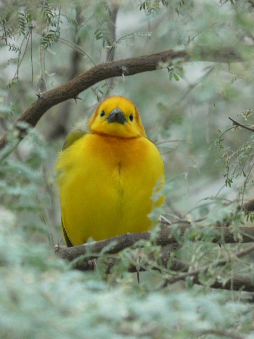 Taveta Golden Weaver at the North Carolina Zoo