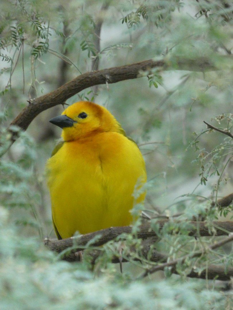 Taveta Golden Weaver at the North Carolina Zoo