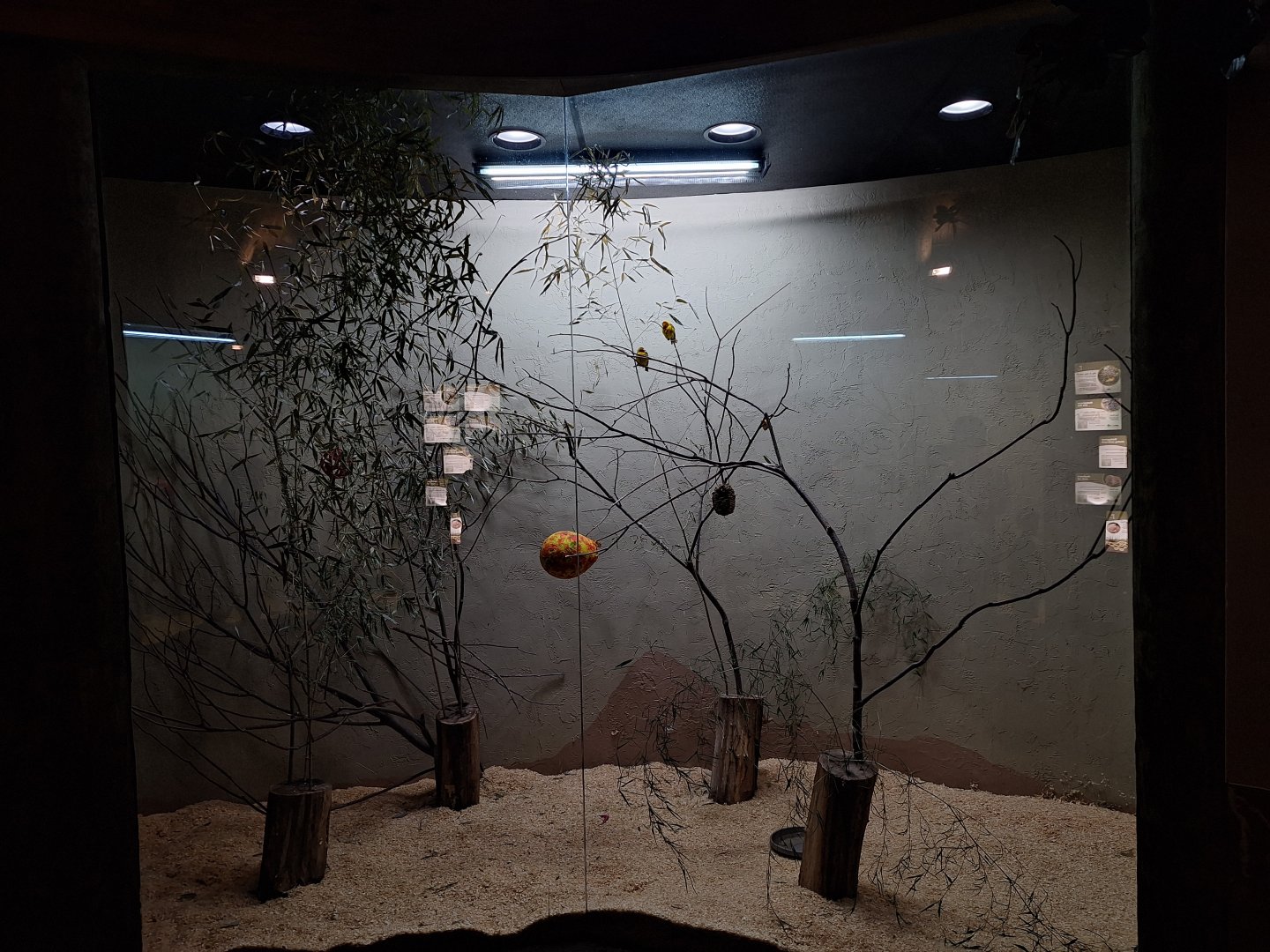 Taveta Golden Weaver Enclosure