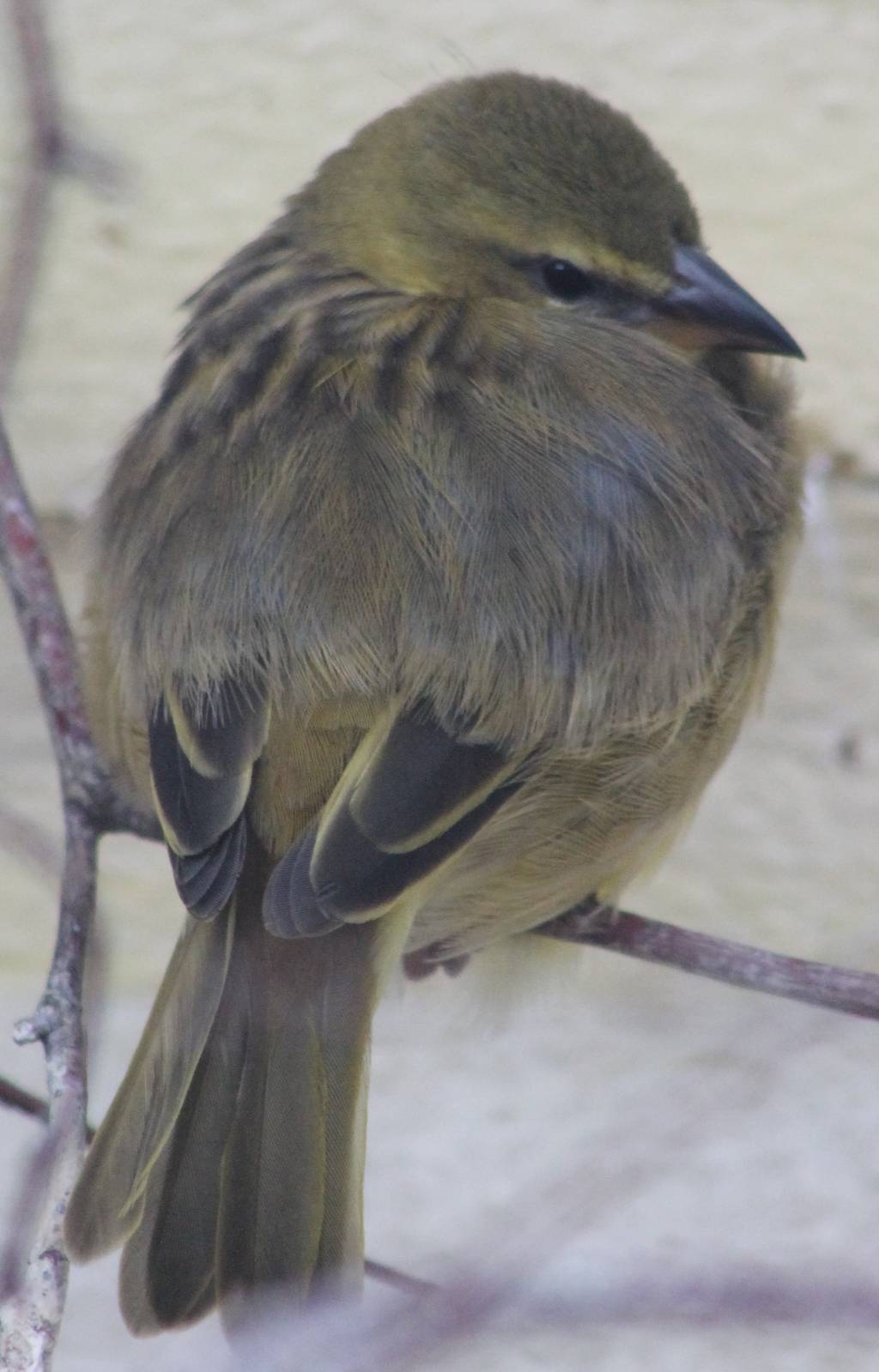 Taveta Golden weaver female
