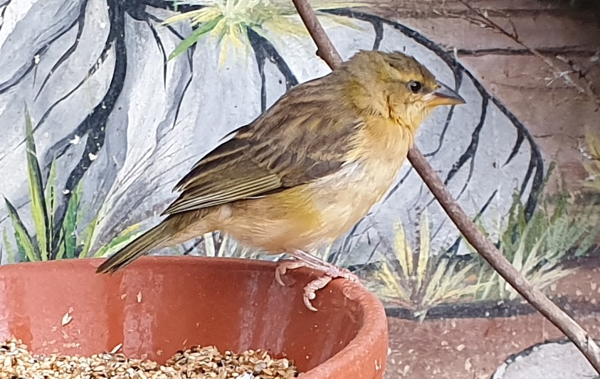Taveta golden weaver - female