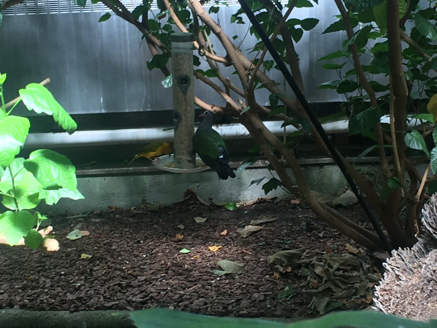 Taveta Golden Weaver & Grey-capped Fruit Dove