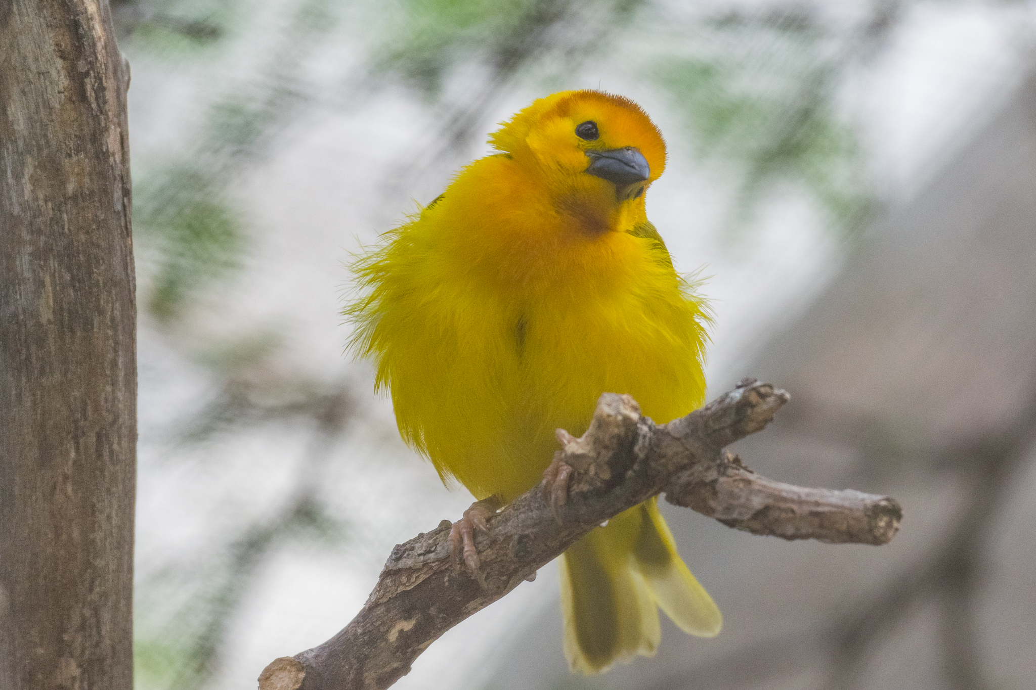 Taveta Golden Weaver in the Kopje