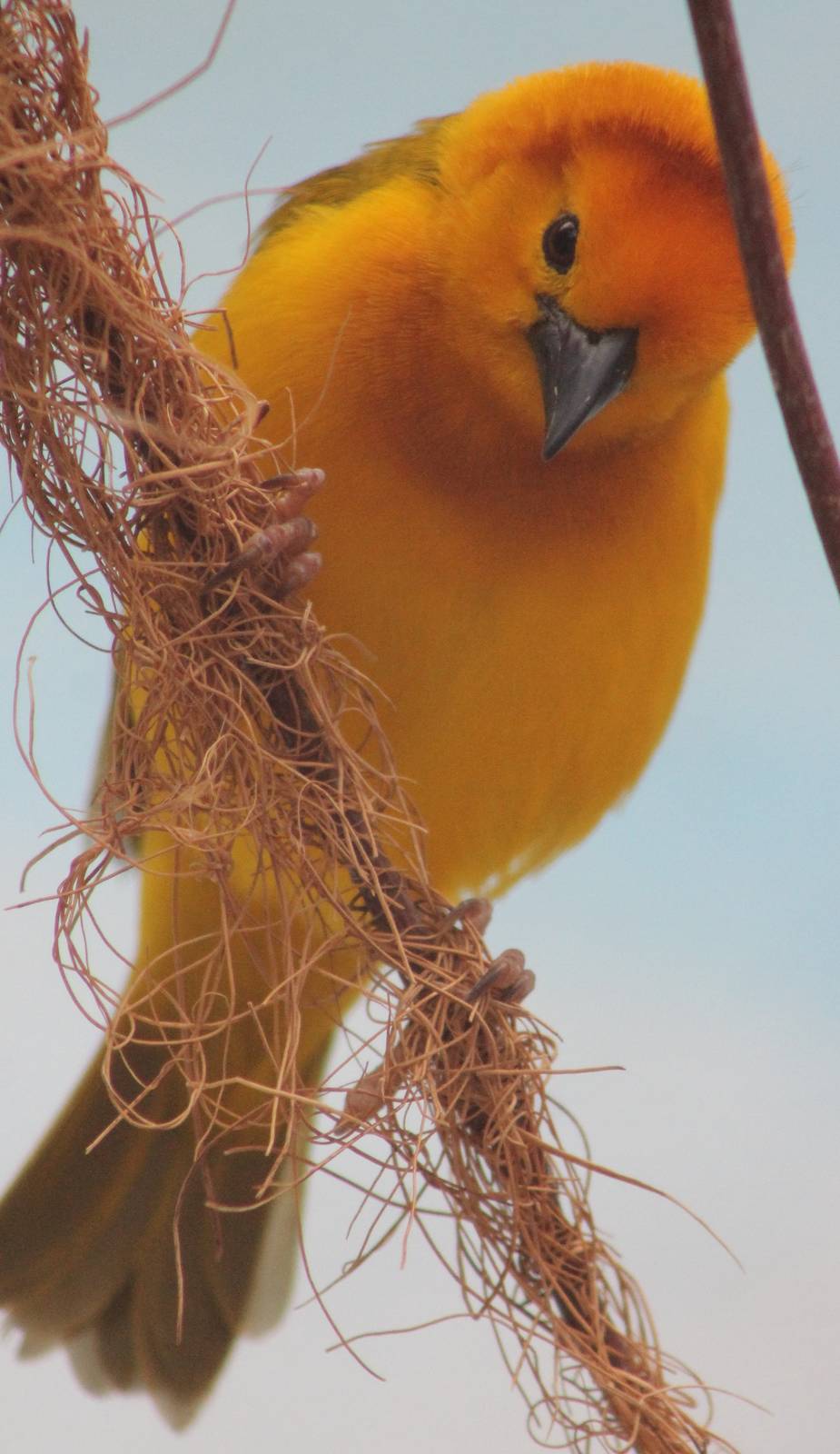 Taveta Golden weaver male
