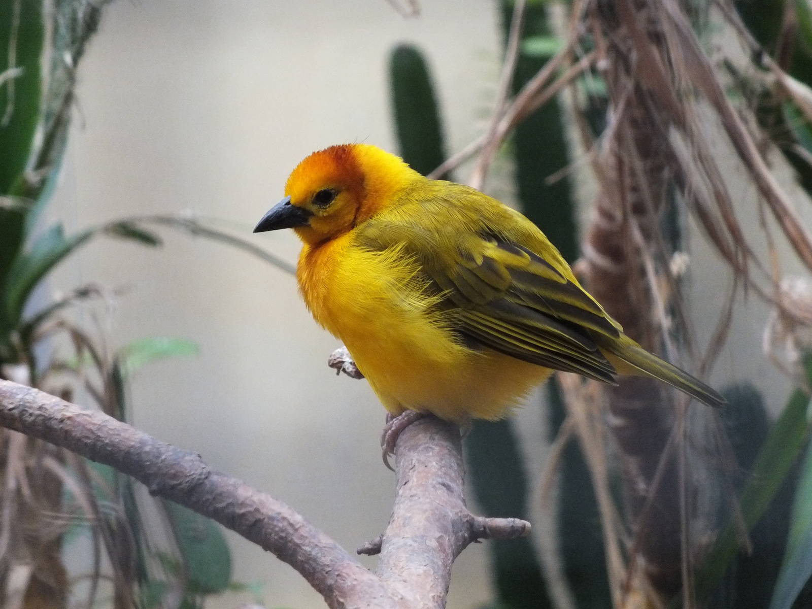 Taveta Golden-weaver (Ploceus castaneiceps) at Zoo Berlin - April 4th 2014