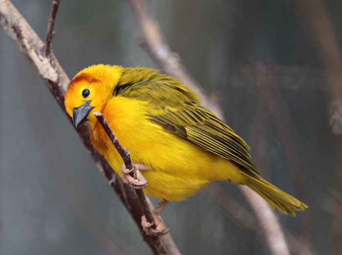 Taveta golden-weaver (Ploceus castaneiceps) - Vogelhaus