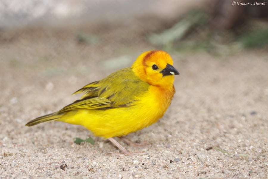 Taveta Golden Weaver (Ploceus castaneiceps)