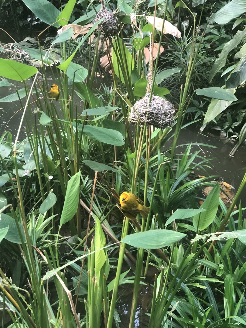 Taveta Golden Weaver (Ploceus castaneiceps)