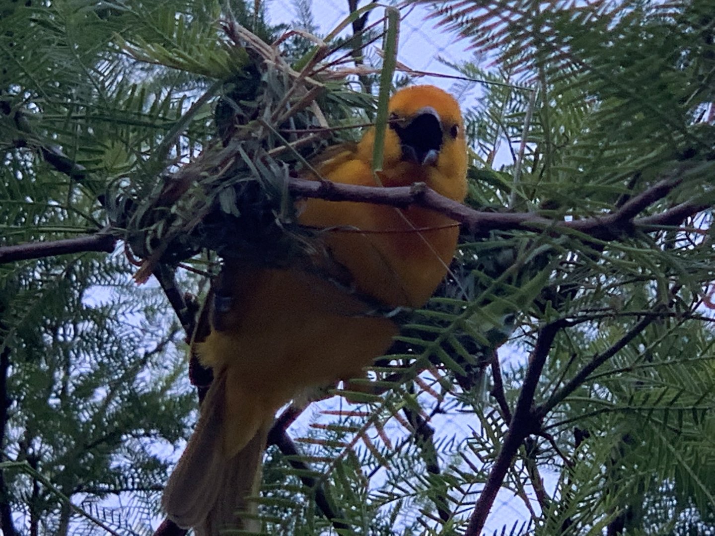 Taveta Golden Weaver (Ploceus castaneiceps)