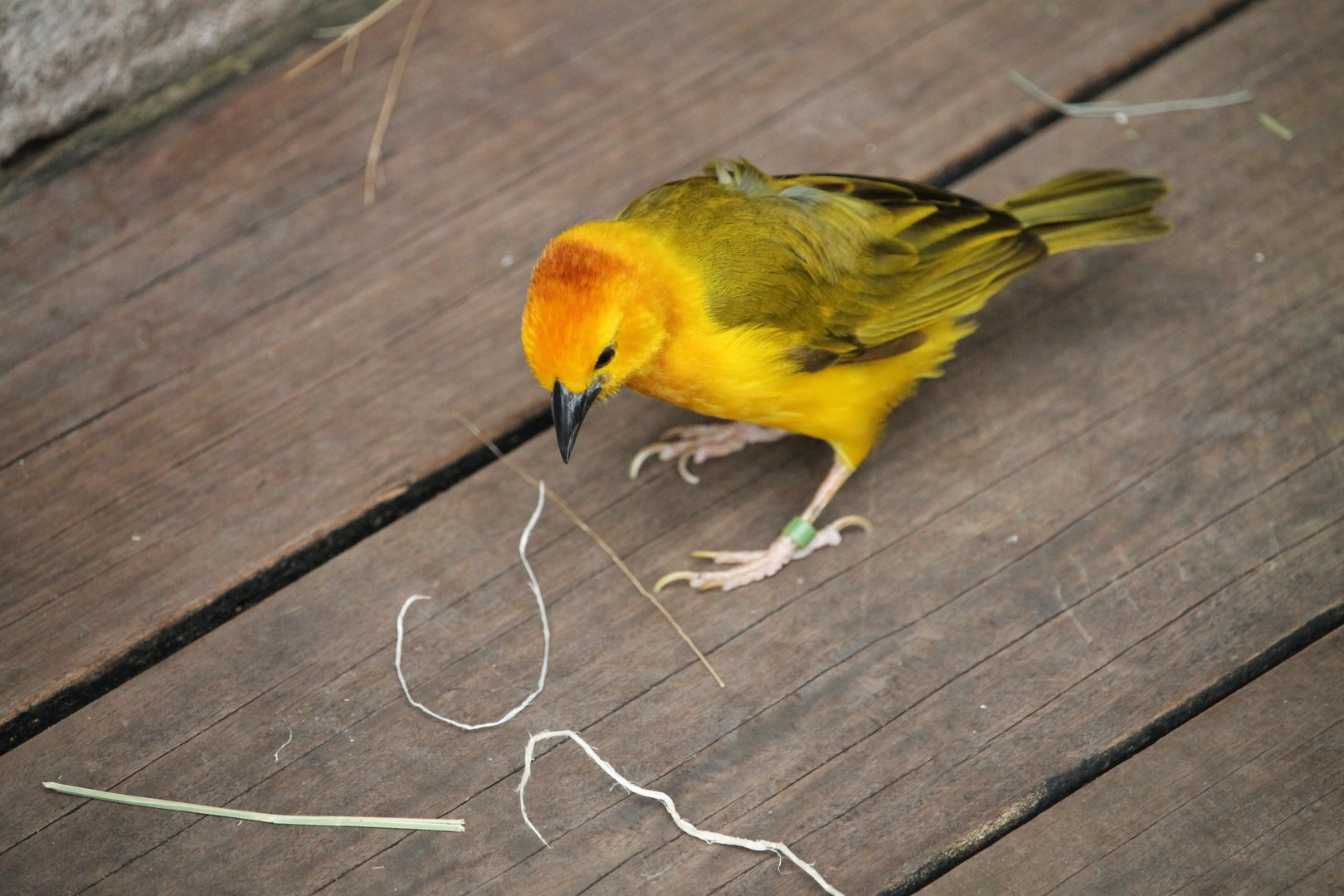 Taveta Golden Weaver (Ploceus castaneiceps)