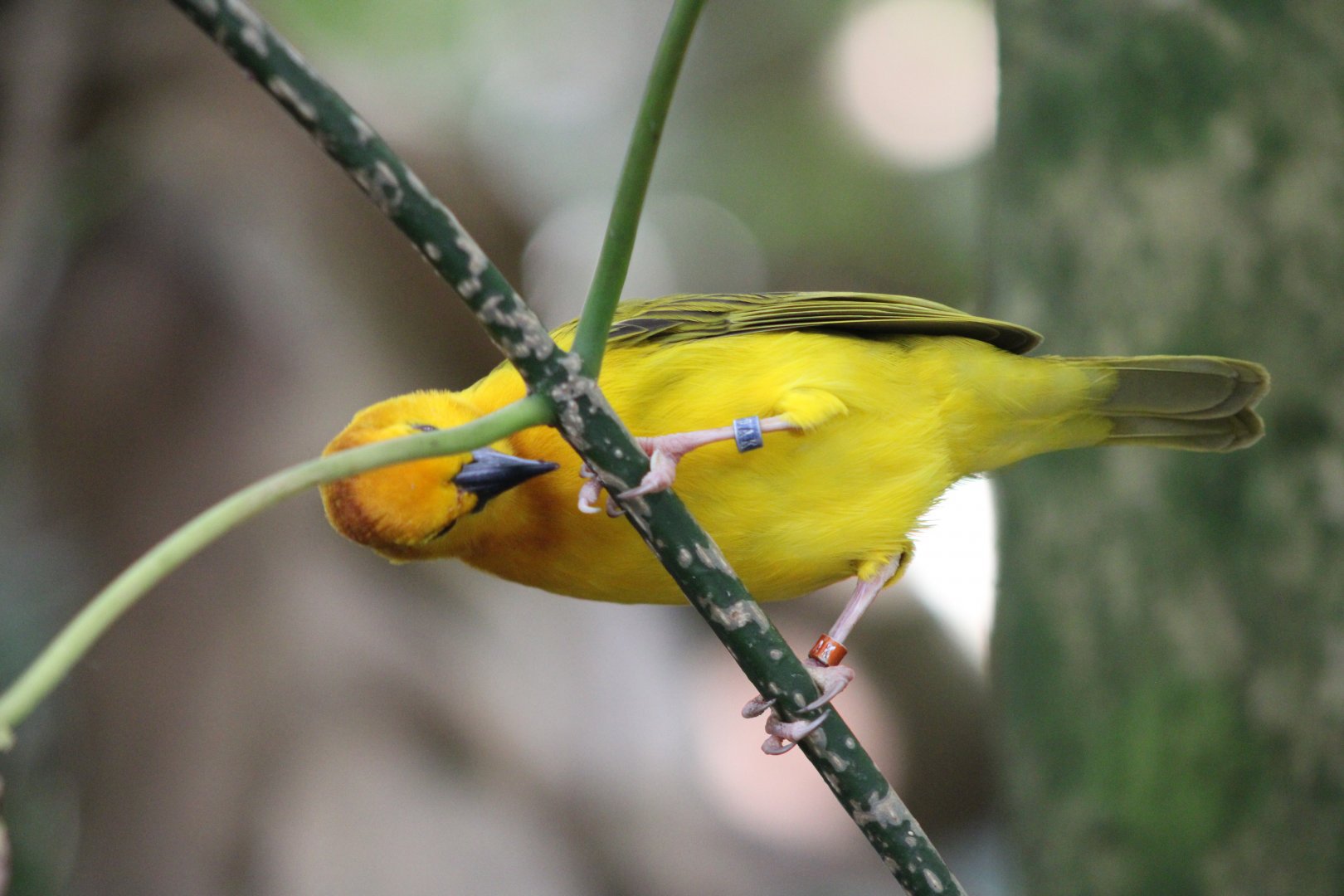 Taveta Golden Weaver (Ploceus castaneiceps)