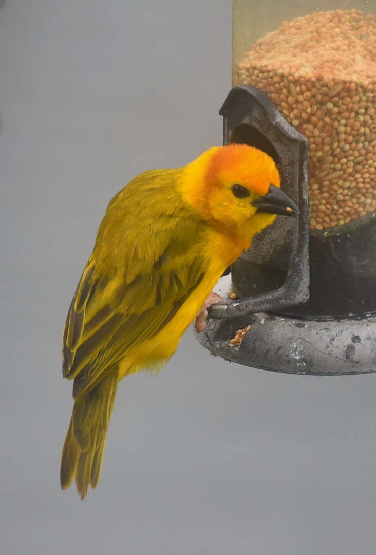 Taveta Golden Weaver (Ploceus castaneiceps)