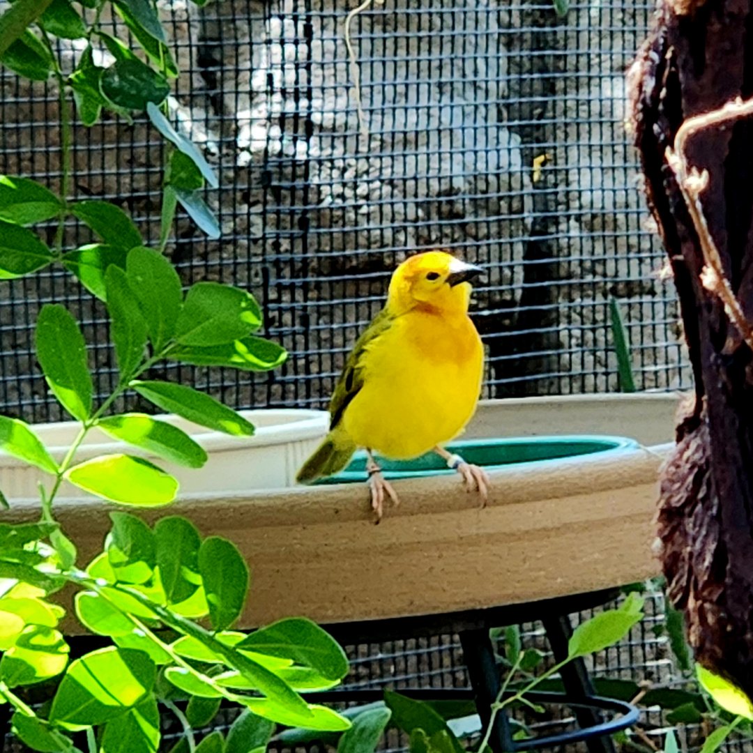 Taveta Golden-Weaver (Ploceus castaneiceps)