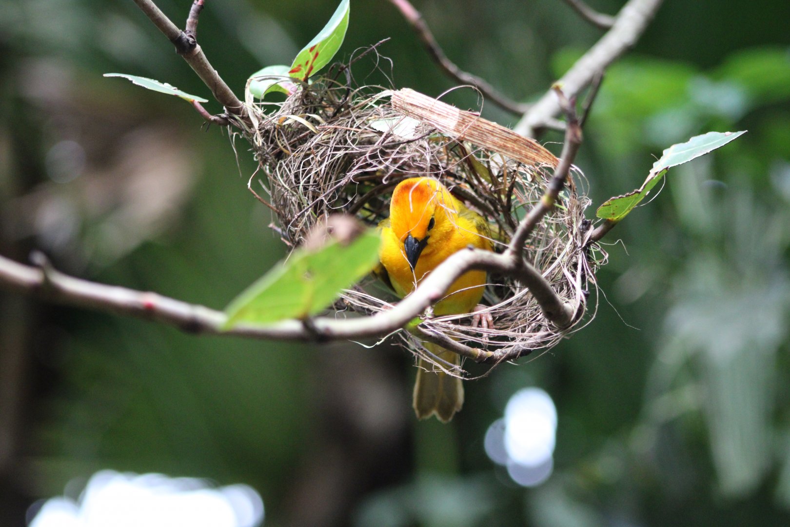 Taveta Golden Weaver (Ploceus castaneiceps)