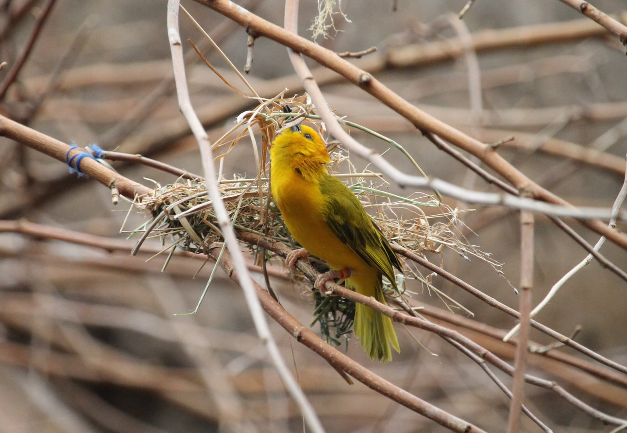 Taveta Golden Weaver tending to nest