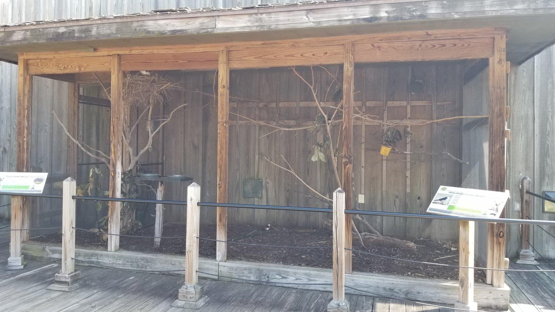 Taveta Golden Weaver & White-headed Buffalo Weaver aviary