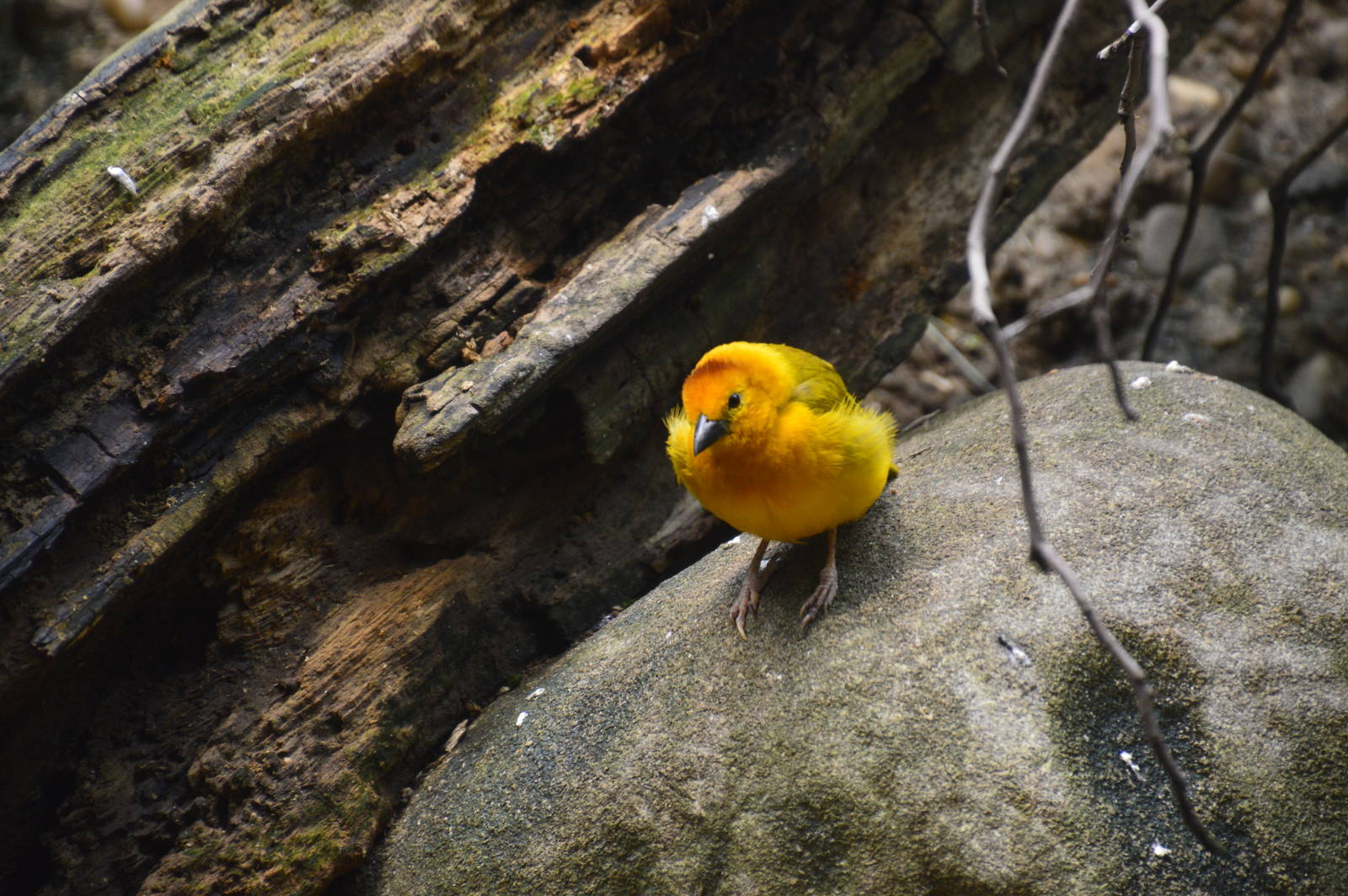 Taveta Golden Weaver - World of Birds 031215