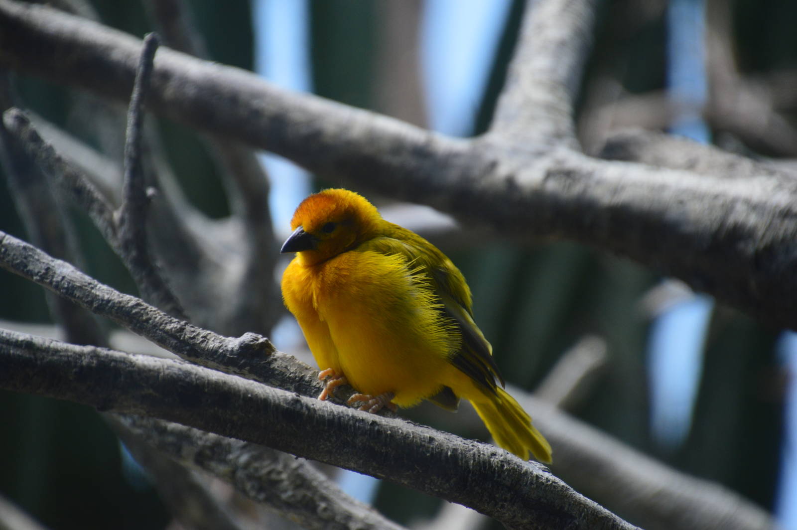 Taveta Golden Weaver - World of Birds 031215
