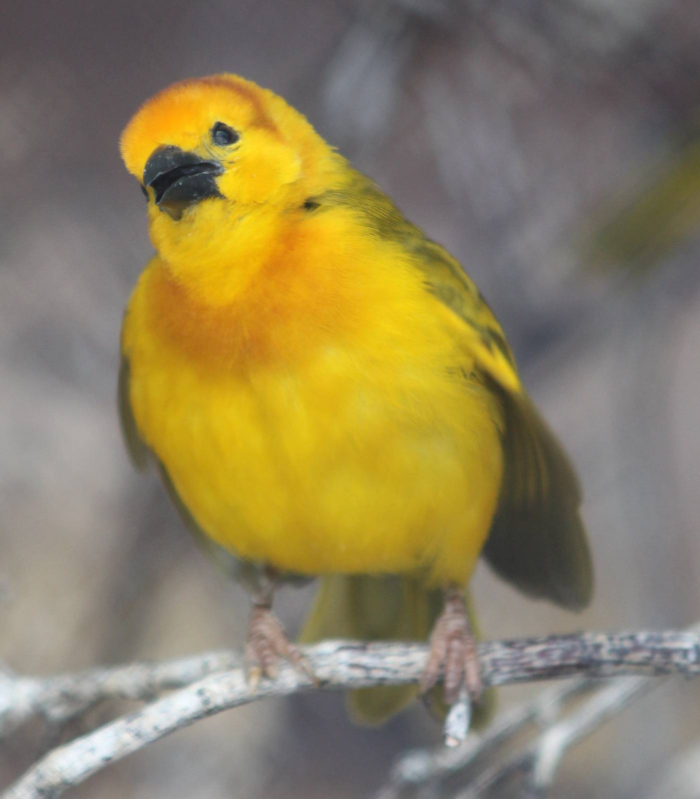 Taveta golden weaver