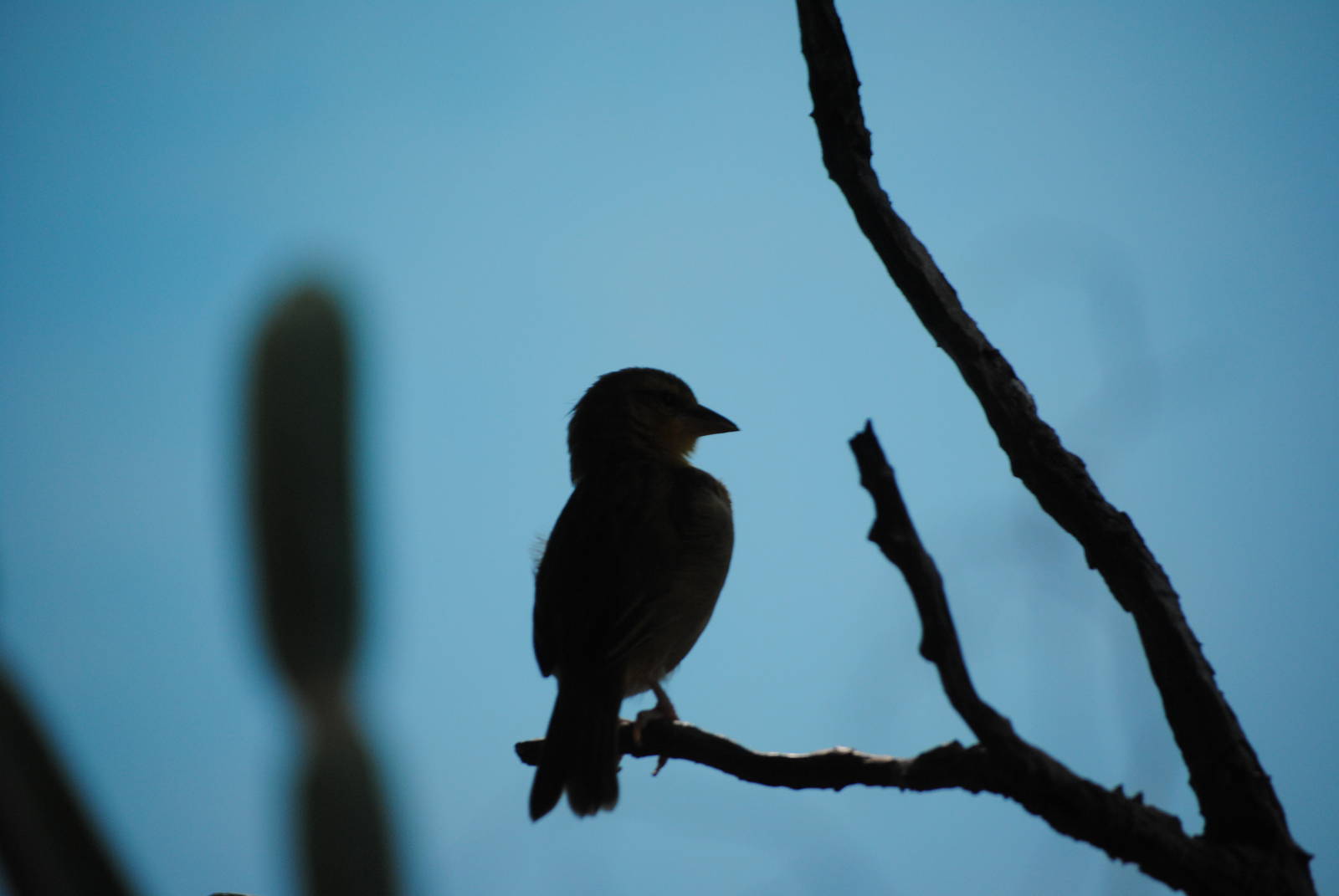 Taveta Golden Weaver